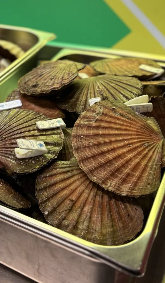 Scallops