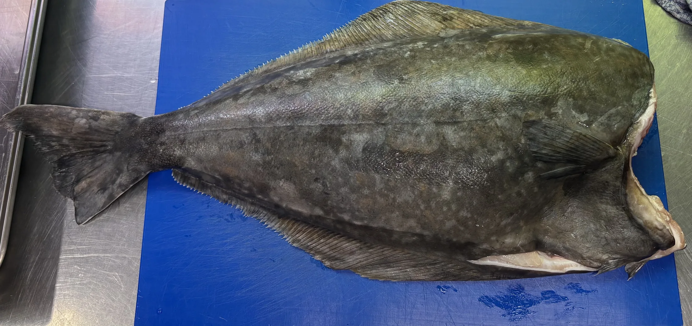 Halibut
